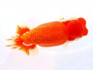 福山らんちゅう愛魚会　五席　村上春朝　福山市