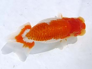 蒲郡錦友会　東大関　榊原英樹　武豊