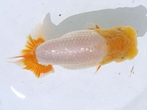 蒲郡錦友会　立行司　榊原英樹　武豊