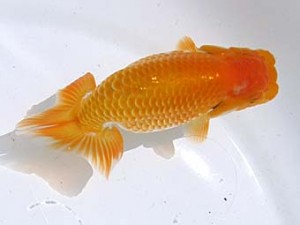 蒲郡錦友会　東取締　沢田光孝　半田