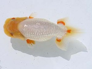 蒲郡錦友会　西取締　岡田幾三　一色