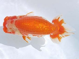 蒲郡錦友会　東大関　壁谷　勇　蒲郡