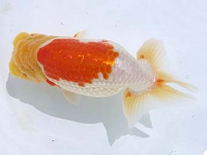 蒲郡錦友会　西大関　鈴木初男　西尾