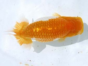 蒲郡錦友会　立行司　杉浦博治　安城