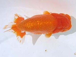 蒲郡錦友会　東取締　八木博明　田原