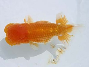 蒲郡錦友会　西取締　古川伸二　蒲郡