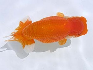 蒲郡錦友会　東大関　杉浦博治　安城