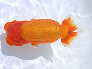 蒲郡錦友会　西大関　福井利夫　豊橋