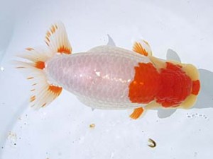 蒲郡錦友会　東取締　沢田光孝　半田