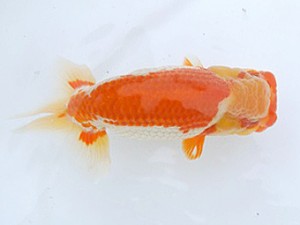 広島錦鱗会　立行司　石田一男　福山