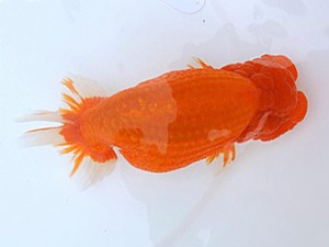 広島錦鱗会　東大関　笹井史治　福山