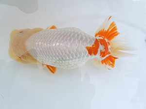 広島錦鱗会　西大関　笹井史治　福山