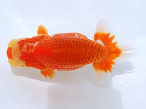 観栄らんちう会 東勧進元　吉村友良　富士市