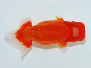 観栄らんちう会　東大関　御手洗逸夫　三島市