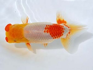 観栄らんちう会 西勧進元　西賀一郎　豊中市