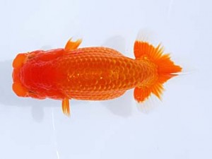 観栄らんちう会 行司二　小山徹志　中央市