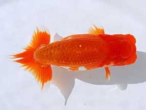 観栄らんちう会 行司三　林　達夫　一宮市