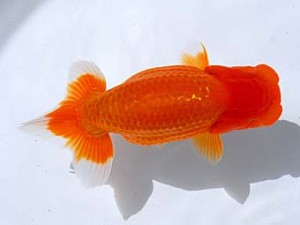 観栄らんちう会 東脇行司　杉澤　望　富士市