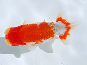 観栄らんちう会 西脇行司　鈴木和男　浜松市