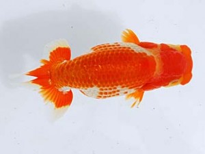 観栄らんちう会　西大関　小山徹志　中央市