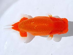 観栄らんちう会　立行司　松田　勝　仙台市