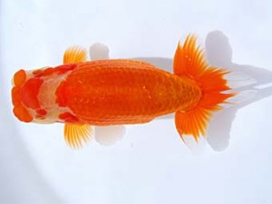 観栄らんちう会　東取締　影山　繁　沼津市