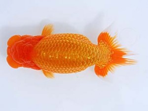 観栄らんちう会　西取締　佐久間　誠　新発田市
