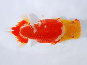 観栄らんちう会 東関脇　山田芳人　清須市