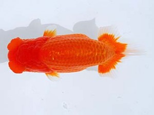 観栄らんちう会 西関脇　吉村友良　富士市