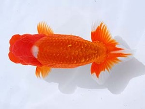 観栄らんちう会 西小結　林　達夫　一宮市