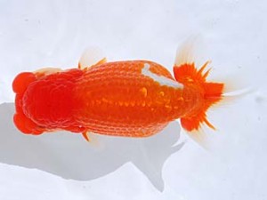 観栄らんちう会　東大関　小山徹志　中央市