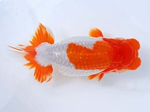 観栄らんちう会　立行司　吉村友良　富士市