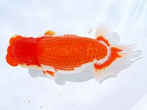 観栄らんちう会　東取締　高橋祐二　静岡市