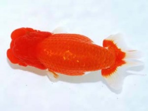 観栄らんちう会　西取締　渡辺崇光　沼津市
