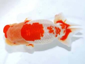 観栄らんちう会　松田　勝　仙台市