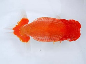 観栄らんちう会　西大関　高橋和敬　石巻市