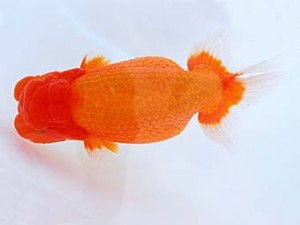 観栄らんちう会　立行司　渡辺崇光　沼津市