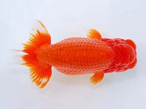 観栄らんちう会　東取締　藤川賢二　横浜市