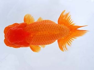 観栄らんちう会　西取締　渡辺崇光　沼津市