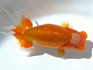 観魚会　第2回研究会　東大関　篠　孝利