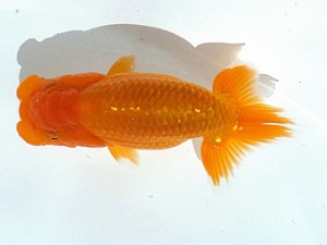 観魚会　第2回研究会　西大関　齋藤一成