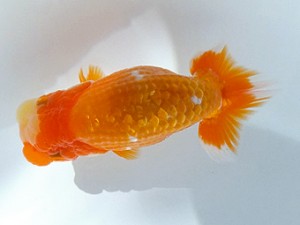 観魚会　第2回研究会　立行司　茂木一久