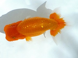 観魚会　第2回研究会　取締一　芳賀孝泰