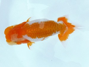 観魚会　第2回研究会　取締二　磯崎幸道