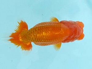 喜樂らんちう会　西大関　間中　勝　草加市