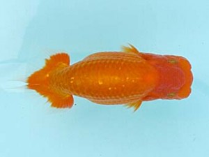 喜樂らんちう会　取締一　浜田　優　川口市