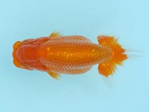 喜樂らんちう会　取締二　室岡賢治　江戸川区