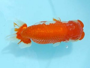 喜樂らんちう会　東大関　高津克人　武蔵野