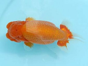 喜樂らんちう会　西大関　林　和明　足立区