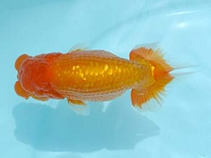 喜樂らんちう会　立行司　星野亮一　足立区